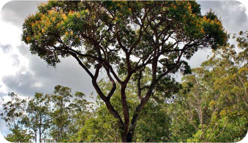 Planta Vochysia thyrsoidea, uma árvore de médio porte